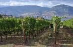 As pitorescas paisagens dos vinhedos do Okanagan Valley, no  sul da British Columbia, no Canadá